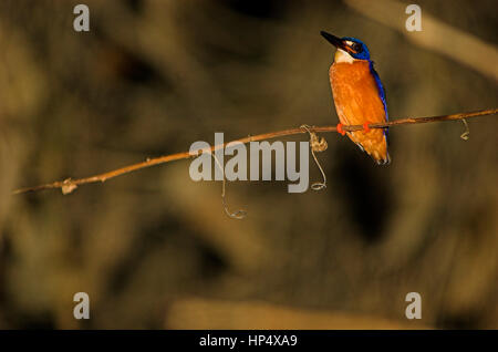 Blue eared kingfisher (Alcedo meninting) reposant sur une branche dans la nuit. Banque D'Images