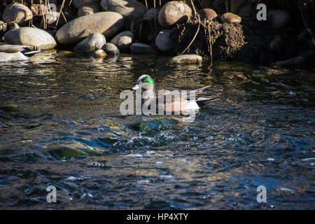 Le Canard d'une jolie piscine dans une rivière Banque D'Images