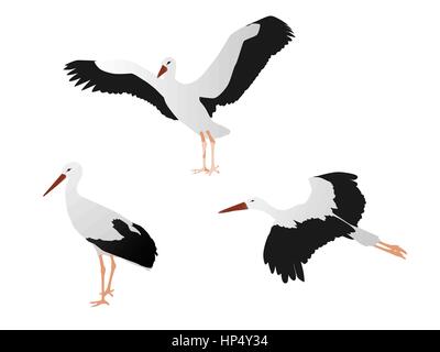 Le vol des cigognes et debout, vector illustration couleur Illustration de Vecteur