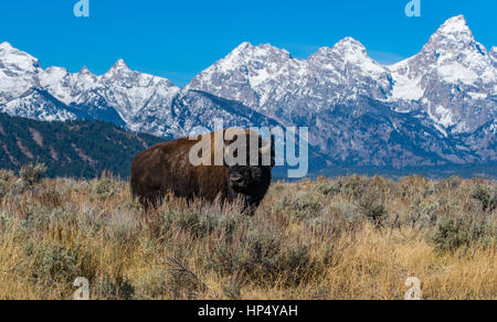 Un Bison sur les Plaines avec le Grand Tetons en arrière-plan Banque D'Images