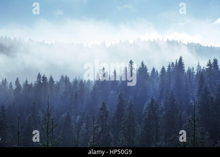 Arbres dans le brouillard et les nuages. Carpates. L'Ukraine. L'Europe Banque D'Images