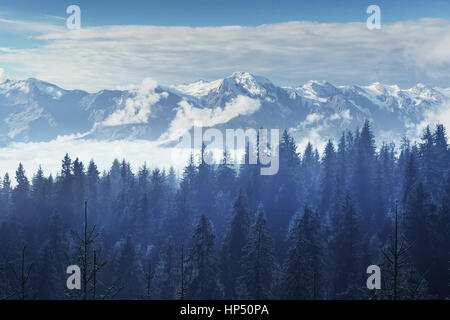 Arbres dans le brouillard et les nuages. Carpates. L'Ukraine. L'Europe Banque D'Images