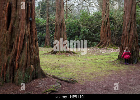 L'Aube Bois Rouge rend un bel arbre désormais traditionnelles dans les parcs et jardins et ici des exemples dans le parc Tatton, Knutsford, Cheshire, Royaume-Uni Banque D'Images