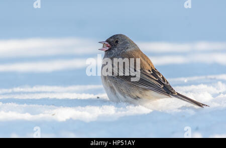 Un Junco ardoisé Banque D'Images