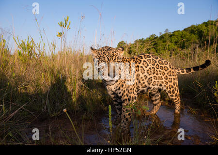 Jaguar Explorer une prairie dans le Cerrado Banque D'Images