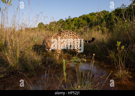 Jaguar Explorer une prairie dans le Cerrado Banque D'Images