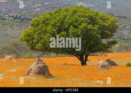 Paysage avec des fleurs sauvages aux couleurs vives et d'arbres, Parc National Namaqua, Afrique du Sud Banque D'Images