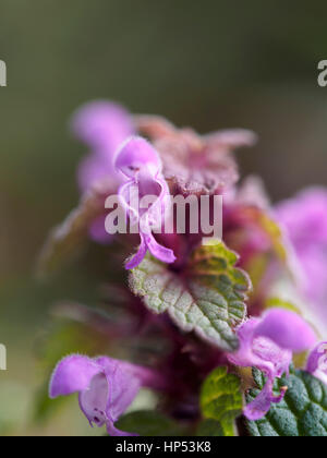 Lamium maculatum, spotted dead-nettle Banque D'Images