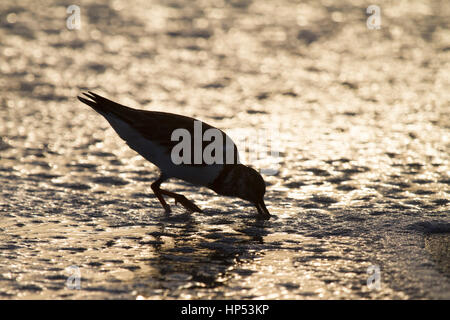 Pluvier argenté Pluvialis squatarola, pluvier siffleur, gris Banque D'Images