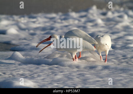 Ibis blanc américain à la recherche de nourriture sur la plage en Floride Banque D'Images