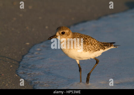 Pluvier argenté Pluvialis squatarola, pluvier siffleur, gris Banque D'Images