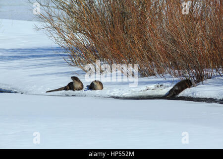 La loutre de rivière le long de la rivière grand trou supérieur gelé près de sagesse, Montana Banque D'Images