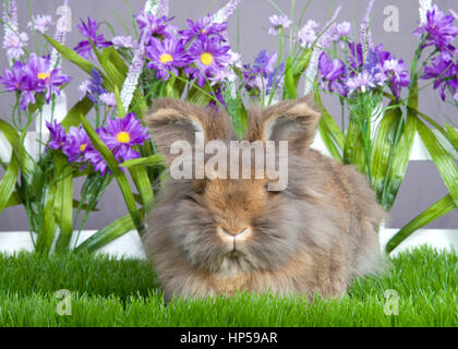 Petit lapin angora marron portant dans l'herbe verte en face d'une clôture blanche avec des fleurs violettes par un mur gris. Ne peut pas voir ses yeux pour tous les f Banque D'Images