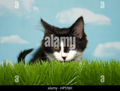 Noir et blanc chaton cheveux tapi dans l'herbe haute, fond bleu ciel avec des nuages. Copy Space Banque D'Images