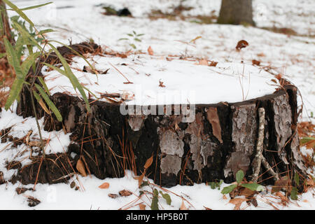Gros plan d'une souche d'arbre couvert de neige Banque D'Images