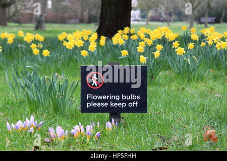 Au début du printemps, les crocus et les jonquilles dans la 'Wilderness', le Palais de Hampton Court. 18 février 2017. Dunmurry, Surrey, Angleterre, Grande-Bretagne, Royaume-Uni, UK, Europe Crédit : Ian bouteille/Alamy Live News Banque D'Images