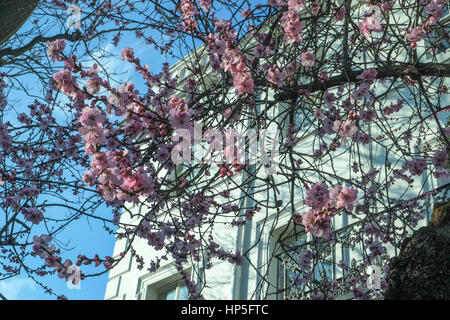 Londres, Royaume-Uni. 18 février 2017. Unseasonally au temps doux à Londres début amène à bourgeons sur Cherry Blossom Tree. © claire doherty/Alamy Live News Banque D'Images