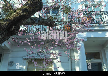 Londres, Royaume-Uni. 18 février 2017. Unseasonally au temps doux à Londres début amène à bourgeons sur Cherry Blossom Tree. © claire doherty/Alamy Live News Banque D'Images