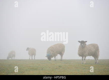 Le Parc National de South Downs, East Sussex. 19 février 2017. Morning Mist entoure moutons sur le parc national des South Downs dans l'East Sussex comme air tropical humide atteint la Grande-Bretagne. © Peter Cripps/Alamy Live News Banque D'Images