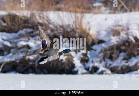 Un Canard colvert mâle en vol Banque D'Images