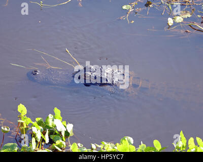 Les jeunes (Alligator mississippiensis A. sauf pour les yeux et le museau, Paynes Prairie Preserve State Park, Gainesville, Floride, USA Banque D'Images