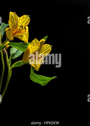 L'Alstroemeria sur fond noir, orientation portrait Banque D'Images