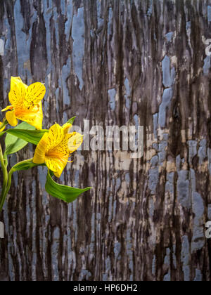 L'Alstroemeria sur bleu- gris l'écaillage de la peinture historique, orientation portrait Banque D'Images