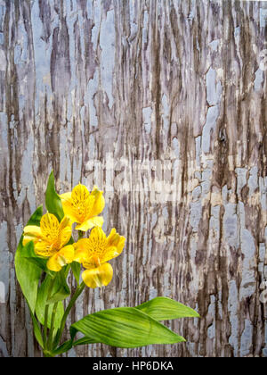 L'Alstroemeria sur bleu-gris de la peinture historique, orientation portrait Banque D'Images