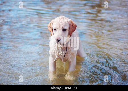 Funny labrador première se baigne dans la rivière Banque D'Images