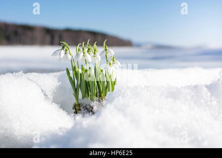 Perce-neige s'élevant de la neige pour annoncer le printemps Banque D'Images