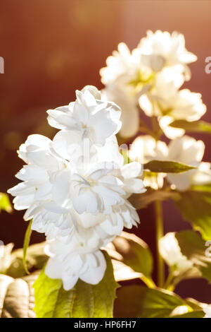 Gros plan de fleurs de jasmin en fleurs blanches sous un soleil d'été - lumière paysage floral. Terry jasmin foisonnent sur le buisson au lever du soleil dans le g Banque D'Images