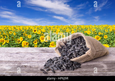 Graines de tournesol en sac de toile sur table en bois avec terrain sur l'arrière-plan. Champ de tournesol avec ciel bleu. Photo avec copie espace salon pour un texte Banque D'Images