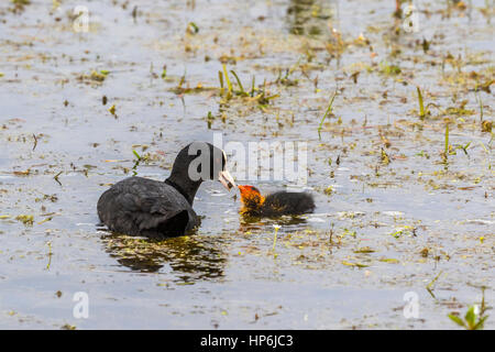 Foulque d'allaiter son jeune poussin dans l'eau Banque D'Images