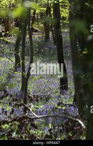 Bluebells, représenté à trou Brandy Lane, une place synonyme de passeurs de contes, Dunod près de Chichester et Goodwood, West Sussex, UK. Banque D'Images