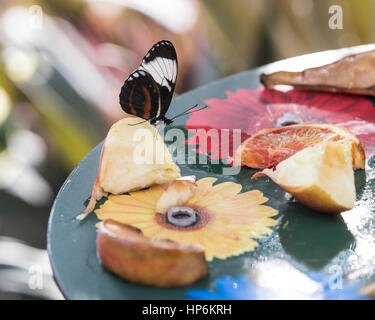 Jaune papillon grand Mormon au repos on leaf Banque D'Images