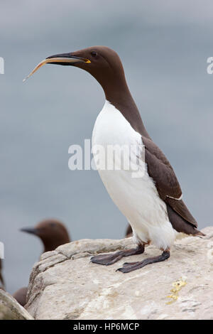 Guillemot marmette Common adultes ou Uria aalge avec un poisson sur les îles Farne, Northumberland, Angleterre Banque D'Images