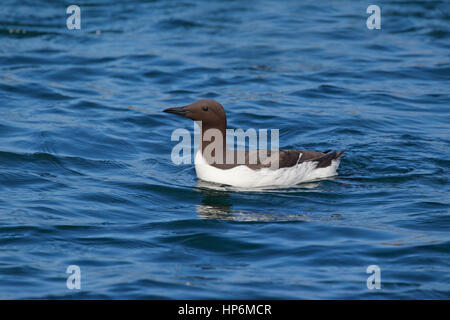 Guillemot marmette Common adultes ou Uria aalge nager dans la mer au large des îles Farne dans le Northumberland, au Royaume-Uni, en bonne lumière Banque D'Images