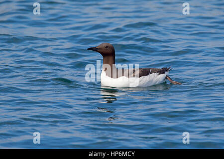 Guillemot marmette Common adultes ou Uria aalge nager dans la mer au large des îles Farne dans le Northumberland, au Royaume-Uni, en bonne lumière Banque D'Images