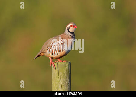 Hot Red-legged Partridge Alectoris rufa perché sur un poste tôt le matin sur les terres agricoles de Suffolk Banque D'Images