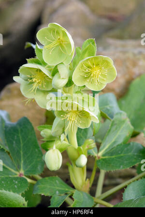 Le corse ou à feuilles de houx - Helleborus argutifolius hellébore de Corse et de la Sardaigne Banque D'Images