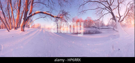 Vue panoramique de la forêt en hiver. Soleil d'hiver rouge éclairer frosty trees in forest. Forêt d'hiver la lumière du soleil. La couverture de neige blanche everithing. Banque D'Images