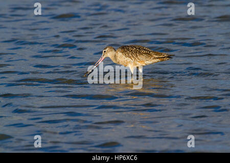 La Barge marbrée (Limosa fedoa) se nourrir dans la baie de Galveston Banque D'Images