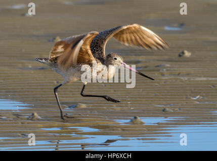 La Barge marbrée (Limosa fedoa) avec ailes propagation Banque D'Images