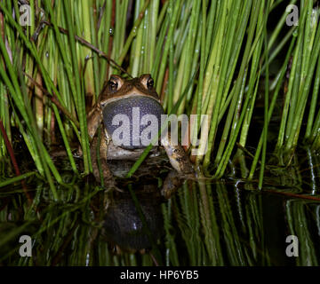 Capturé cette grenouille chanter pour un second après la tombée de la nuit dans mon bassin Koi. J'ai utilisé un petit flash d'appoint pour capturer cette activité. Flash ne pas les déranger. Banque D'Images