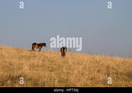 Poneys Exmoor pâturage sur hillside Banque D'Images