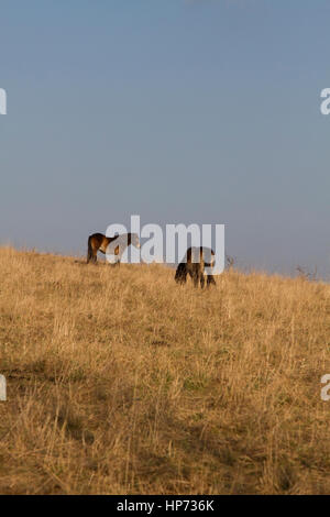 Poneys Exmoor pâturage sur hillside Banque D'Images