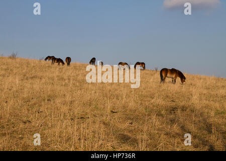 Poneys Exmoor pâturage sur hillside Banque D'Images