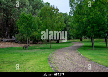 Kangourou en un parc de pique-nique et sentier de marche près de Loch McNess Lake dans le Parc National de Yanchep, Ville de Wanneroo, Perth, Australie occidentale Banque D'Images