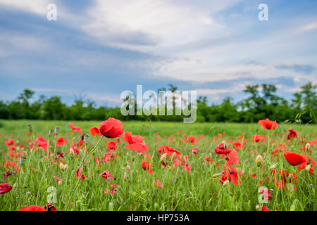 Champ de coquelicots et ciel bleu Banque D'Images