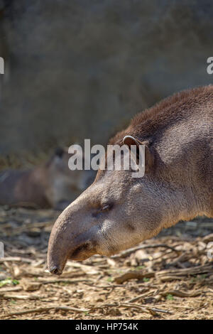 Tapir d'Amérique du Sud Tapirus terrestris ou Banque D'Images